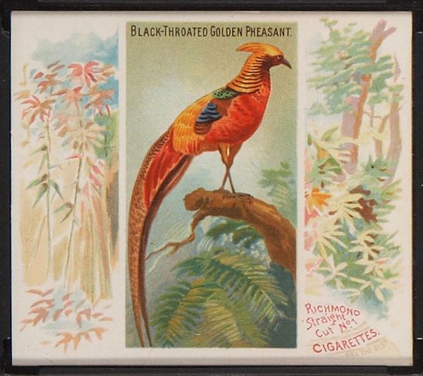 N38 6 Black-Throated Golden Pheasant.jpg